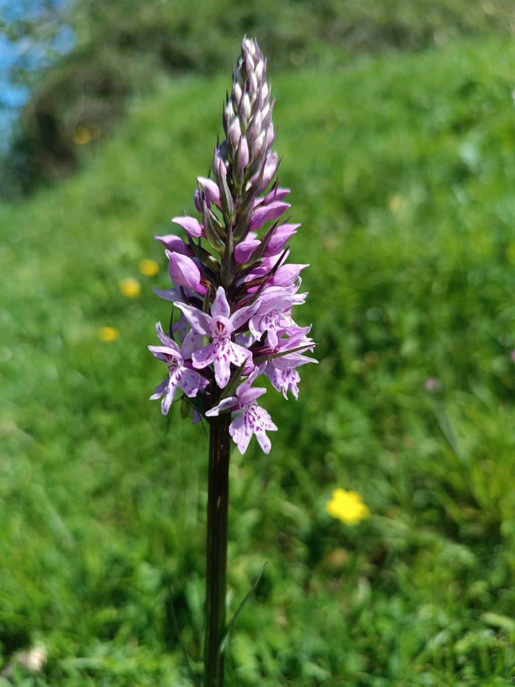 Dactylorhiza maculata (L.) So subsp. fuchsii